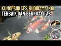 SUCCESSFUL KOI FISH CULTIVATION WITH A TURNOVER OF MILLIONS
