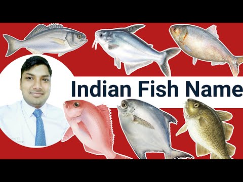 YouTube video about: What is bangda fish called in english?