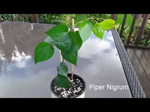 Piper Nigrum ( black peppercorn) is now potted up