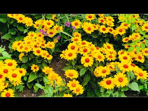 জার্মানিতে বাহারি রং বেরঙের ফুলের বাহার! Colorful flowers bloom in Germany ! Fardina Youtuber