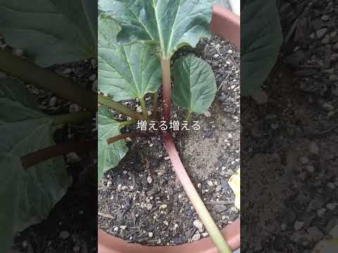 園芸 パルメイトルバーブ、装飾ルバーブ、中国ルバーブ