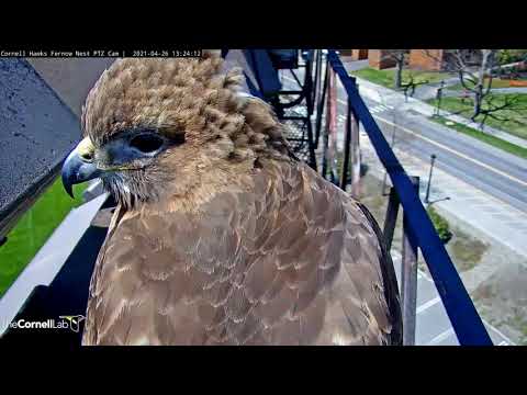 Female Red-tailed Hawk "Big Red" Photobombs Incubating Mate | #CornellHawks