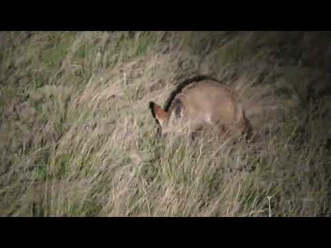 Bat-eared Fox, Otocyon megalotis, Marrick, Kimberley, South Africa, 21 Nov 2022
