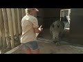 Rhino Revolution - Sponsor message