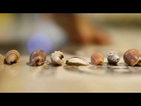 SHELL SIZE COMPARISON - DIFFERENT SEA SHELLS