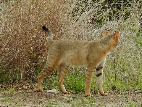 Jungle cat (Felis Chaus)