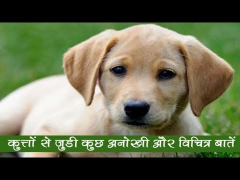 Amazing and Unknown facts about dog in hindi - Dogs information || Explore 4 You || Video