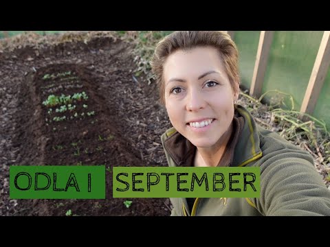 Odla i SEPTEMBER - Det gror i växthuset och jag gör en ny plantering för bärbuskar