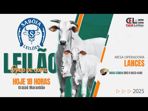 www.canalleiloes.com | LEILÃO GADO DE CORTE  SABÓIA LEILÕES | GRAJAÚ-MA 04/12/2025