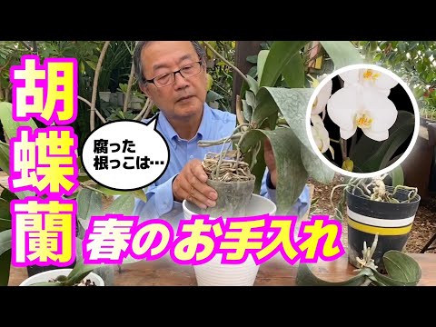 ケイキを失敗せずに育てるには？新しい蘭を育てる正しい方法  庭園