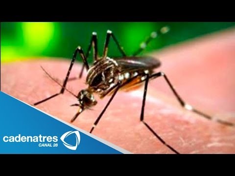 Qué es el virus de Chikungunya?