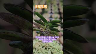 Download lagu 흑담..새로 나오는 자촉도 묵이...#콩이 #풍란 #부귀란 #風蘭 #富貴蘭 #orchid #vanda #shorts #흑담 mp3 Download lagu 흑담..새로 나오는 자촉도 묵이...#콩이 #풍란 #부귀란 #風蘭 #富貴蘭 #orchid #vanda #shorts #흑담 mp3
