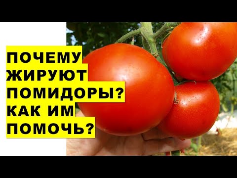 , title : 'Почему жируют помидоры? Как и чем им помочь?'