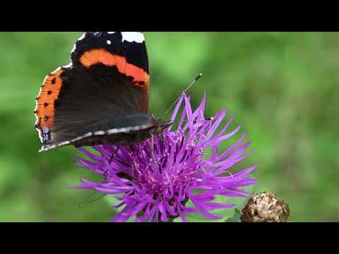 Jordan S. Mompo - My Feelings For You