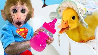Monkey Baby Bon Bon takes the duckling to toilet and eats watermelon with the puppy so yummy
