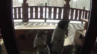 Cute cats feel guilty - Funny guilty