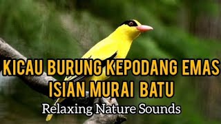Download lagu Kicau Burung Kepodang Emas Isian Murai Batu mp3