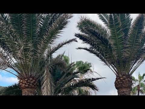 Vlog Gran Canariami neriartu, silami naluttarfiit & najugatsinni naluttarfik