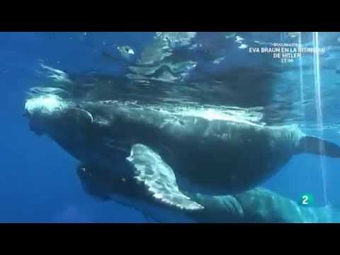 download lagu mp3 mp4 Videos Sobre Ballenas, download lagu Videos Sobre Ballenas gratis, unduh video klip Videos Sobre Ballenas