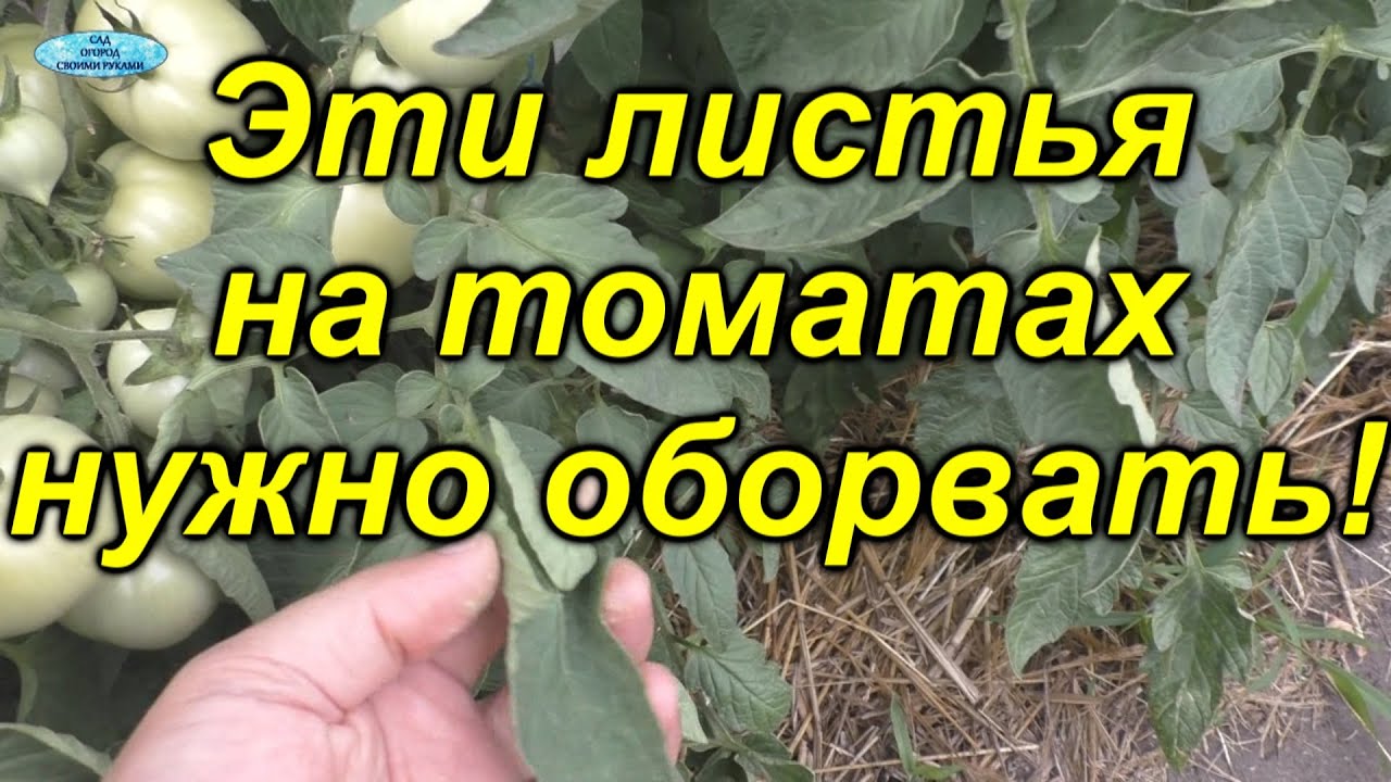 Эти листья мы обязательно удаляем в июле на низкорослых томатах.