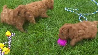 Video preview image #1 Poodle (Toy) Puppy For Sale in ARTHUR, IL, USA