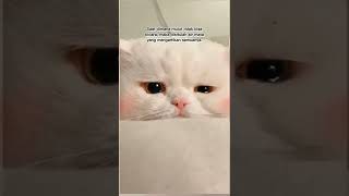 Download lagu story wa sedih|story wa kucing sedih #shorts mp3 Download lagu story wa sedih|story wa kucing sedih #shorts mp3