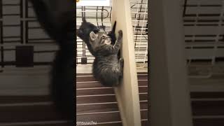 #shorts 子猫はちょこちょこ動く