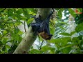 Amazing ! Beautiful Asian Bats Eating Fruits | True Facts About The Fruit Bat