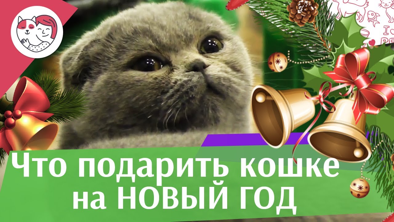 5 идей для подарка кошке на Новый год на ilikepet