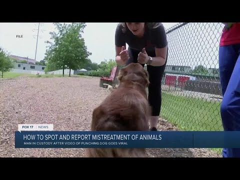 How to spot and report animal abuse