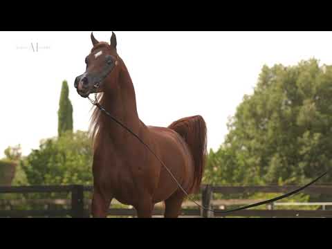 ⚡️ ALR ALRASHEED⁣ ⚡️ (FA EL RASHEEM x ARIA MARQUESA), 2017 Stallion