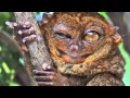 True Facts About The Tarsier 