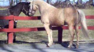 The EASY OUTS - "I Walk Alone"