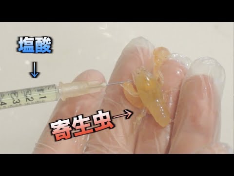 【実験】注射器で寄生虫に塩酸を注入して1日放置した結果。。。