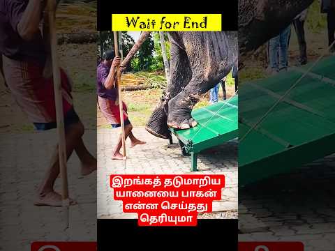 இறங்கத் தடுமாறிய யானையை பாகன் என்ன செய்தது தெரியுமா #love #elephant #facts #shorts