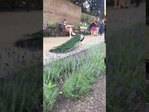 Strut like the peacock B)