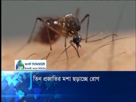 ৩ প্রজাতির মশা ছড়াচেছ রোগ