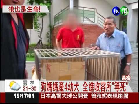 才剛生產...一家"5狗"送收容所