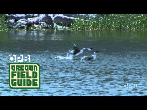 Grebes in Oregon