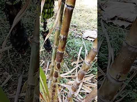 Você. Conhece a Cana mais Macia do Mundo?