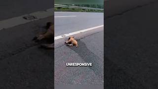 Dog comes back to life after road accident❤️#shorts