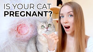 How to Tell if a Cat Is Pregnant