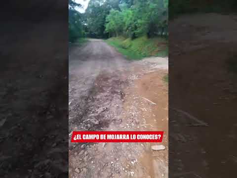 Mojarra de Montijo Veraguas Panamá 