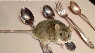 NEW! - How to keep mice OUT of your house or apartment for good - Natural Way