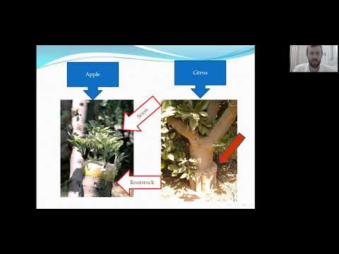 Filmed lectures –Kilei ilan (grafting)