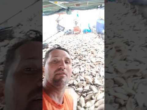 PESCARIA - EM COARI AMAZONAS MUITA FARTURA
