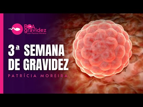 3ª SEMANA DE GRAVIDEZ - Gravidez Semana a Semana 3 weeks pregnant - Pregnancy week by week