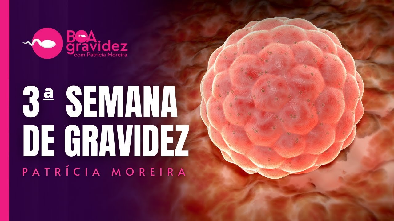 3ª SEMANA DE GRAVIDEZ - Gravidez Semana a Semana