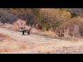 KASTAMONU - ÇANKIRI DOMUZ AVLARI - WILD BOAR HUNTING - CHASSE AU SANGLIER KASTAMONU - ÇANKIRI DOMUZ AVLARI - WILD BOAR HUNTING - CHASSE AU SANGLIER