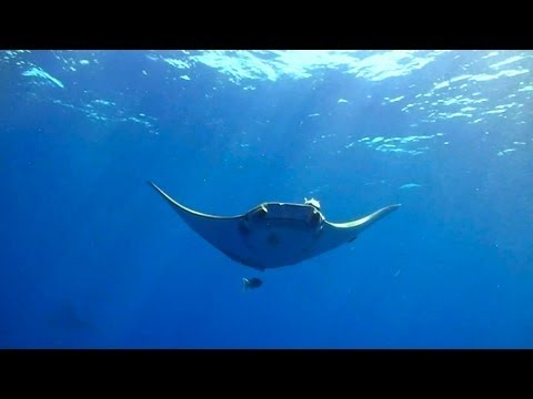 Tauchen im Atlantik, Garajau, Madeira Part.2